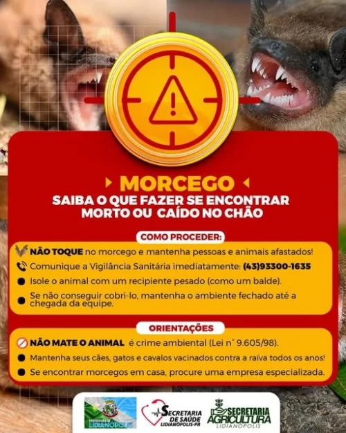 MORCEGO -  Saiba o que fazer se encontrar morto ou caído!